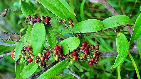 Cây khúc khắc và tác dụng trị bệnh