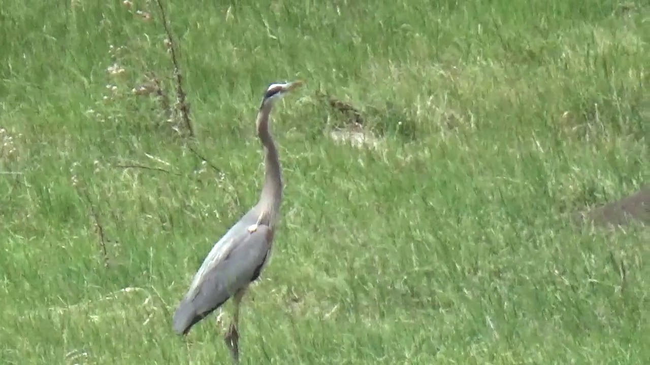GREAT BLUE HERON-WHITE SANDS-STETTLER,AB,CA