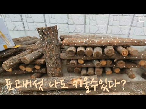 표고버섯 재배기술 (표고버섯 키우실분!)