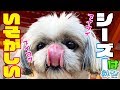 Vlog シーズー犬の1日はいそがしい! shihtzu Tempo Vlog の動画、YouTube動画。