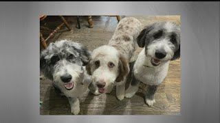 Tips when your furry friend gets lost