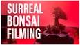 The Intriguing World of Bonsai: Miniature Masterpieces of Nature ile ilgili video