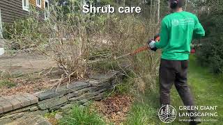 Shrub care