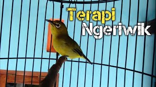 TERAPI PLECI OMBYOKAN AGAR NGERIWIK KASAR