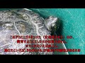 外来種は一生責任をもって飼育を。悲しい目をしたアカミミガメ