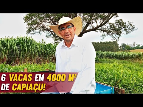 4000 m² do CAPIAÇU alimenta quantas VACAS? (parte 01)