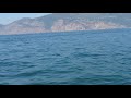 Dolphins in the area setubal  sierra arrabida portugal part 2