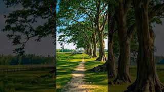 Magical Tree Path | Peaceful Nature Walk Under Ancient Trees 🌳✨