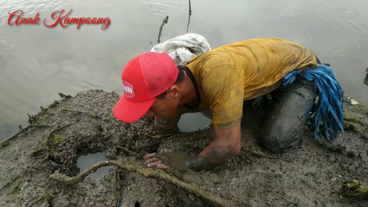 BERBURU KEPITING RAKSASA DI LUBANG RAHASIA - Hunting Giant Mud Crab In Secret Hole