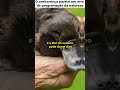 O Ornitorrinco Parece um Erro da Natureza 😳🔥 #shorts #shortsvirais #curiosidades #viral
