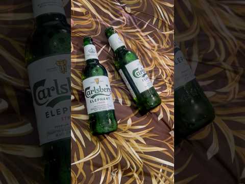 Sipping Carlsberg Elephant Beer! 🍻 Strong taste, smooth vibes! 🐘🔥 #LetsDrink #CarlsbergElephant