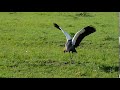 Crowned crane dance