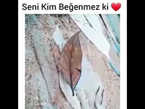 Video: Dünyanın ən Gözəl Kəpənəkləri