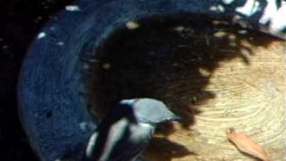 WSBC0009.AVI