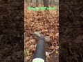 GreenWerks &amp; EGO #ego #lawncare #lawnservice #lawnmaintenance #lawnlife #leafblowing #landscaping