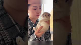 Cute Kitty 🥰 #funnycats #funnyanimals #usa #viral #animals #catvideos #usashorts #animallovers
