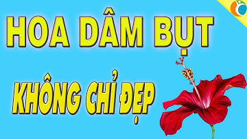 Những Công Dụng Tuyệt Vời Của #Hoa Dâm Bụt Ít Người Biết, #tunhien, #suckhoe, #namduoc