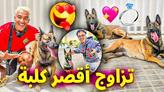 أخيرًا تزاوج كلبة طوفو أقصر مالينوا في المغرب ?? وقعات كارثة في الأخير