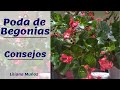 PODA DE BEGONIAS- CONSEJOS / Liliana Muñoz
