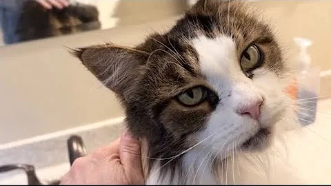 Video 10902371: mainecoon cat tabby, white cat mainecoon, brown tabby cat, cat old