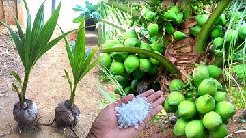 How To Grow Coconut Tree From Coconut Fruit For Beginners