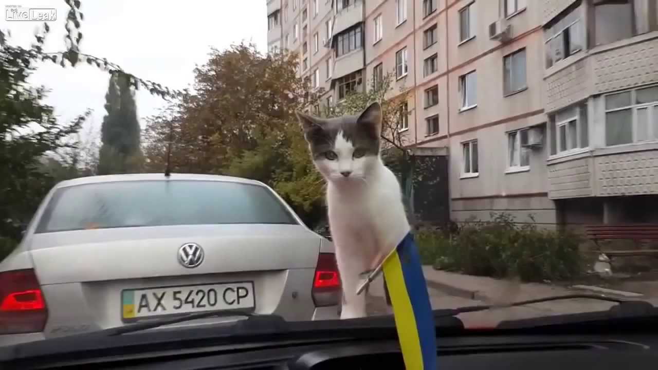 Бер кот авто