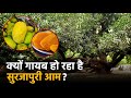 Surjapuri Mango: क्यों गायब हो रहा है खट्टा-मीठा स्वाद वाला सुरजापुरी आम | Surjapuri Aam