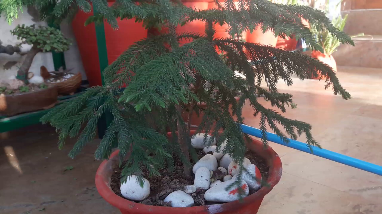 Care of Christmas Tree Care of Araucaria Plant YouTube