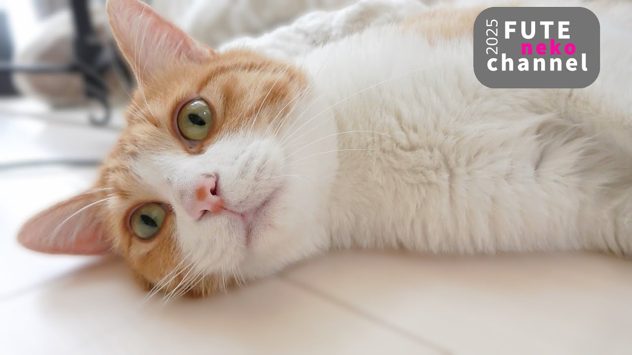 A cat that had reached its limit continued to live at its own pace