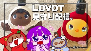 【LOVOT】ラボちゃんを見守る会。【#ゲーミングハリネズミ 】