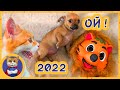 Новый Год тигра подкрался неожиданно! Лучшие моменты 2021 года