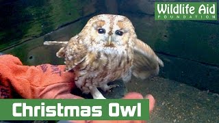 Christmas dinner with a surprise guest, a Tawny owl!