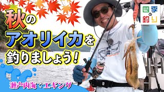 瀬戸内海でエギング　秋のアオリイカを釣りましょう！（四季の釣り/2023年9月29日放送）