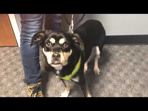 Video: Adopterbar hund av uken - Quill