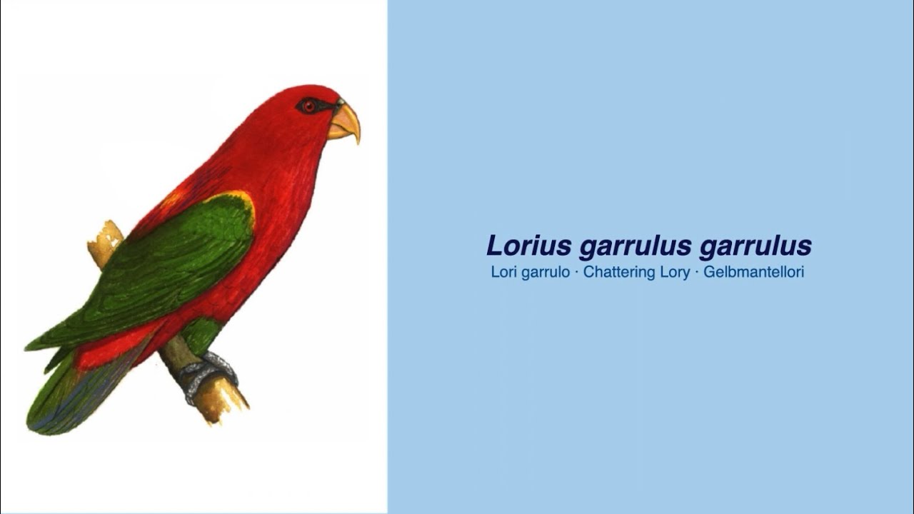 350 Parrot Species - #39 Lorius garrulus garrulus