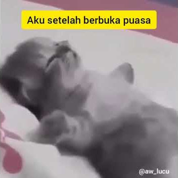 Status Whatsapp 'Dead Bed - Kucing Kecil Ngantuk'