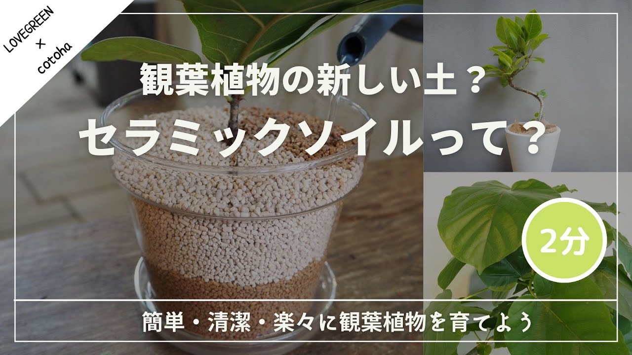 観葉植物を部屋のスタイルに合わせて選ぶ フィカス人気の5種はこれ Lovegreen ラブグリーン