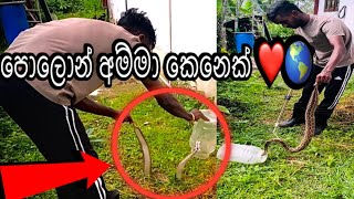 Daring Rescue of a Fierce Mother Russell’s Viper