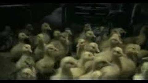 Goose on the Loose Trailer