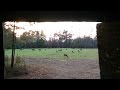 Hunting vlog(6) 2 deer down!