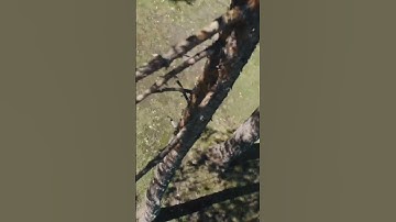 Handled a tree crash DJI Avata 2