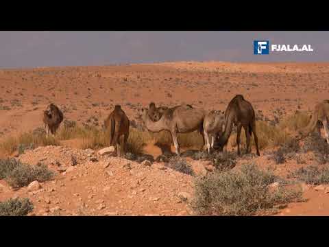 Video: Shkretëtira e lulëzuar e Negevit në Izrael
