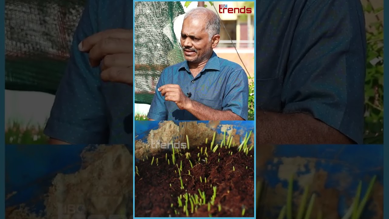 Tips For Wheat Grass Farming !