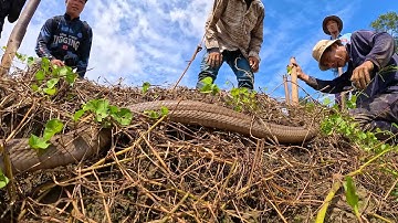 Trong lúc đào bắt Chuột phát hiện được con Rắn hổ mang | TGSB #688