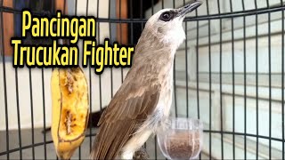 Pancingan Trucuk agar Cepat gacor dengan suara terapi trucukan fighter suara nguplik ropel tipis