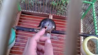 Burung Kedasih - Wiwik Uncuing (Cuculus Sepulcralis)