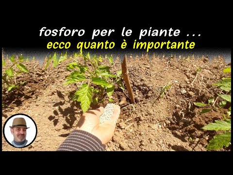 Video: Perché il fosforo è importante?