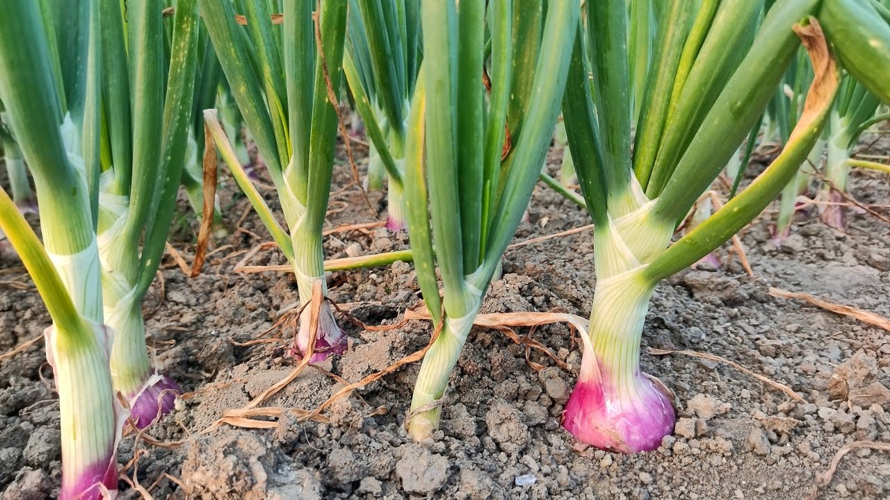 Ivanovoda jinsiy aloqa xizmatlari Kundalik yangilanishlar bilan uy qurilishi porno fotosuratlar