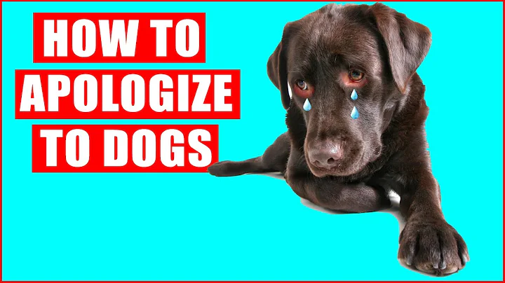 How to Apologize to Your Dog - DayDayNews