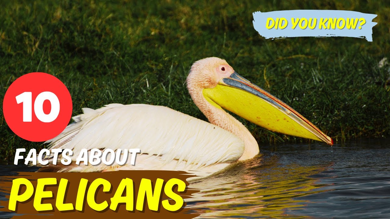 Top 10 Amazing Facts About Pelicans  🦤